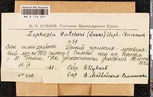 Barbilophozia hatcheri (A. Evans) Loeske, Bryophytes, Bryophytes - European North East (B7) (Russia)