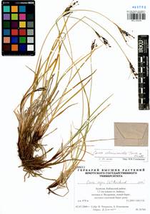 Carex eleusinoides Turcz. ex Kunth, Siberia, Baikal & Transbaikal region (S4) (Russia)