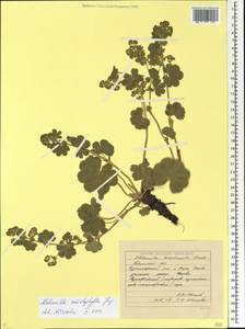 Alchemilla schistophylla Juz., Eastern Europe, Eastern region (E10) (Russia)