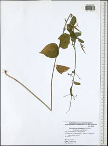 Vincetoxicum hirundinaria Medik., Eastern Europe, Central region (E4) (Russia)
