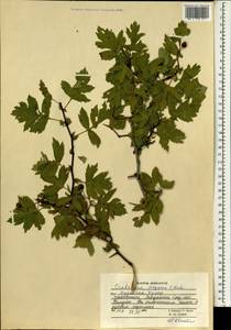 Crataegus songarica K. Koch, South Asia, South Asia (Asia outside ex-Soviet states and Mongolia) (ASIA) (Afghanistan)