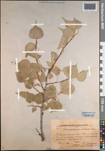 Prunus sibirica L., Siberia, Baikal & Transbaikal region (S4) (Russia)