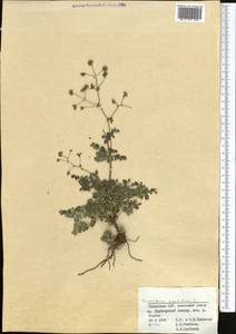 Thalictrum foetidum L., Middle Asia, Dzungarian Alatau & Tarbagatai (M5) (Kazakhstan)