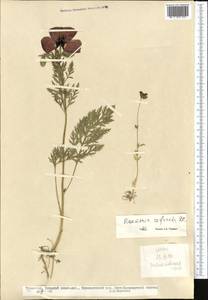 Roemeria refracta DC., Middle Asia, Kopet Dag, Badkhyz, Small & Great Balkhan (M1) (Turkmenistan)