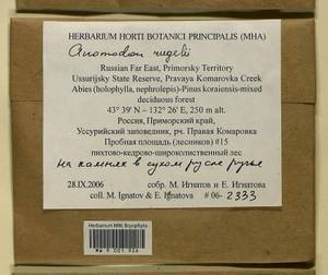 Anomodontopsis rugelii (Müll. Hal.) Ignatov & Fedosov, Bryophytes, Bryophytes - Russian Far East (excl. Chukotka & Kamchatka) (B20) (Russia)