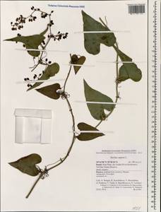 Smilax aspera L., South Asia, South Asia (Asia outside ex-Soviet states and Mongolia) (ASIA) (Israel)