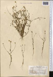 Anthemis microcephala (Schrenk) B. Fedtsch., Middle Asia, Northern & Central Tian Shan (M4) (Kazakhstan)