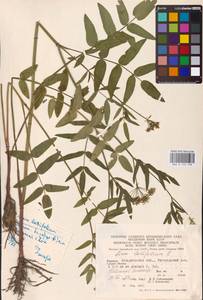 Sium latifolium L., Eastern Europe, West Ukrainian region (E13) (Ukraine)