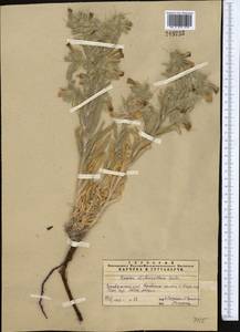 Onosma dichroantha Boiss., Middle Asia, Pamir & Pamiro-Alai (M2) (Uzbekistan)