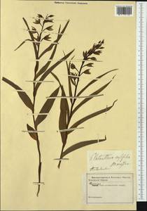 Cephalanthera longifolia (L.) Fritsch, Western Europe (EUR) (Not classified)