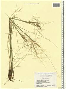 Stipa capillata L., Crimea (KRYM) (Russia)