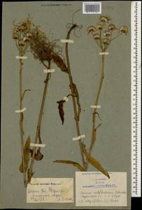 Tephroseris cladobotrys subsp. subfloccosa (Schischk.) Greuter, Caucasus, Azerbaijan (K6) (Azerbaijan)