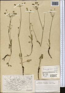Aulacospermum simplex Rupr., Middle Asia, Western Tian Shan & Karatau (M3) (Kyrgyzstan)