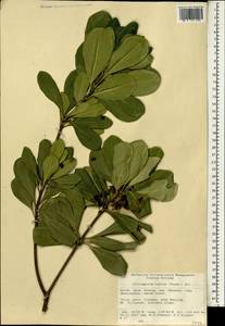 Pittosporum tobira (Murray) Aiton fil., South Asia, South Asia (Asia outside ex-Soviet states and Mongolia) (ASIA) (China)