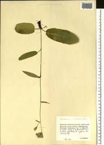 Saussurea umbrosa Kom., Siberia, Russian Far East (S6) (Russia)