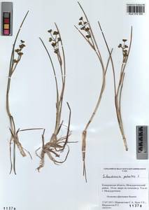 Scheuchzeria palustris L., Siberia, Altai & Sayany Mountains (S2) (Russia)