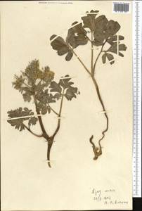 Leontice leontopetalum subsp. ewersmannii (Bunge) Coode, Middle Asia, Kopet Dag, Badkhyz, Small & Great Balkhan (M1) (Turkmenistan)