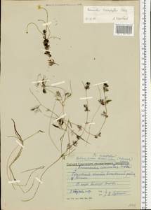 Ranunculus trichophyllus Chaix, Eastern Europe, Volga-Kama region (E7) (Russia)