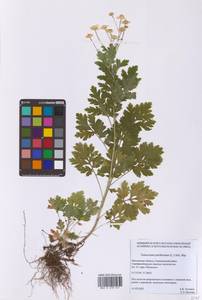Tanacetum parthenium (L.) Sch.Bip., Eastern Europe, Moscow region (E4a) (Russia)
