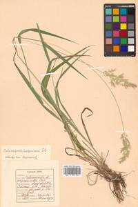 Calamagrostis arundinacea (L.) Roth, Siberia, Russian Far East (S6) (Russia)