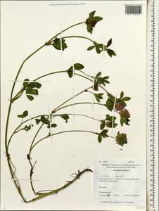 Trifolium pratense L., Siberia, Baikal & Transbaikal region (S4) (Russia)