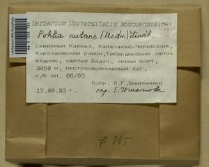 Pohlia nutans (Hedw.) Lindb., Bryophytes, Bryophytes - North Caucasus & Ciscaucasia (B12) (Russia)