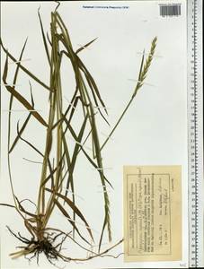 Elymus repens (L.) Gould, Siberia, Central Siberia (S3) (Russia)