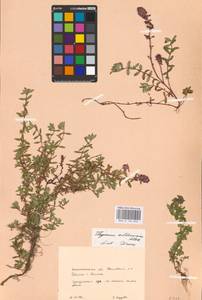 MHA 0 156 832, Thymus roegneri K.Koch, Eastern Europe, West Ukrainian region (E13) (Ukraine)