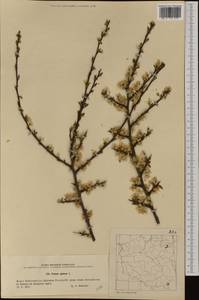 Prunus spinosa L., Western Europe (EUR) (Poland)