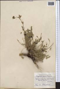 Oxytropis capusii Franch., Middle Asia, Pamir & Pamiro-Alai (M2) (Uzbekistan)