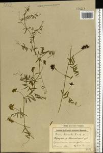 Vicia hirsuta (L.) Gray, Eastern Europe, Belarus (E3a) (Belarus)