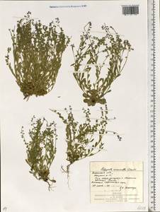 Polygala amarella Crantz, Eastern Europe, North Ukrainian region (E11) (Ukraine)