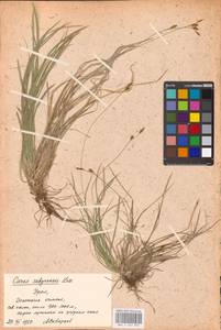 Carex umbrosa × sabynensis, Eastern Europe, Eastern region (E10) (Russia)