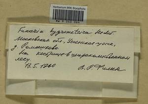 Funaria hygrometrica Hedw., Bryophytes, Bryophytes - Moscow City & Moscow Oblast (B6a) (Russia)