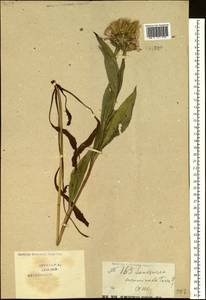Saussurea acuminata Turcz. ex Fisch. & C. A. Mey., Siberia, Baikal & Transbaikal region (S4) (Russia)
