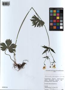 Ranunculus grandifolius C. A. Mey., Siberia, Altai & Sayany Mountains (S2) (Russia)