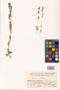 Gentianella amarella, Eastern Europe, Northern region (E1) (Russia)
