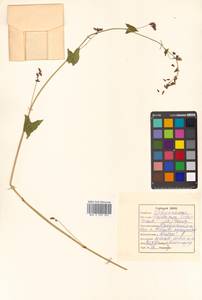 Fagopyrum tataricum (L.) Gaertn., Siberia, Russian Far East (S6) (Russia)