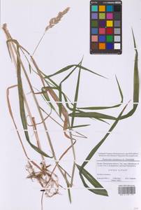 Phalaris arundinacea L., Eastern Europe, Moscow region (E4a) (Russia)