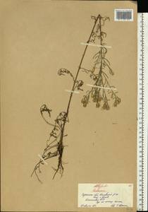Centaurea, Eastern Europe, South Ukrainian region (E12) (Ukraine)