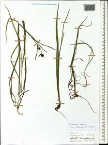 Sparganium natans L., Eastern Europe, Central forest region (E5) (Russia)