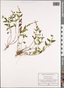 Scutellaria supina L., Eastern Europe, Central forest-and-steppe region (E6) (Russia)