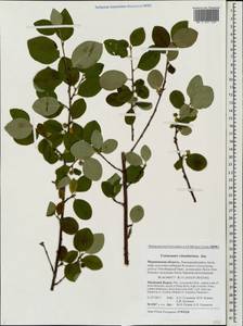 Cotoneaster integerrimus Medik., Eastern Europe, Northern region (E1) (Russia)