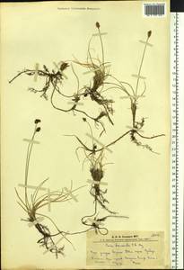 Carex duriuscula C.A.Mey., Siberia, Altai & Sayany Mountains (S2) (Russia)