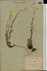 Helichrysum arenarium (L.) Moench, Eastern Europe, North Ukrainian region (E11) (Ukraine)