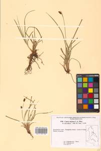 Carex stylosa C.A.Mey., Siberia, Chukotka & Kamchatka (S7) (Russia)