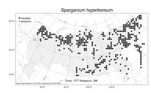 Sparganium hyperboreum Laest. ex Beurl., Atlas of the Russian Flora (FLORUS) (Russia)