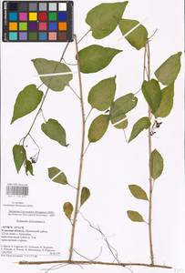 MHA 0 158 693, Solanum dulcamara L., Eastern Europe, Central region (E4) (Russia)