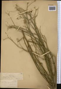 Chondrilla pauciflora Ledeb., Middle Asia, Muyunkumy, Balkhash & Betpak-Dala (M9) (Kazakhstan)