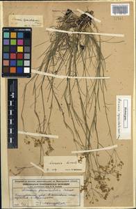 Eremogone saxatilis (L.) Ikonn., Eastern Europe, Central forest region (E5) (Russia)